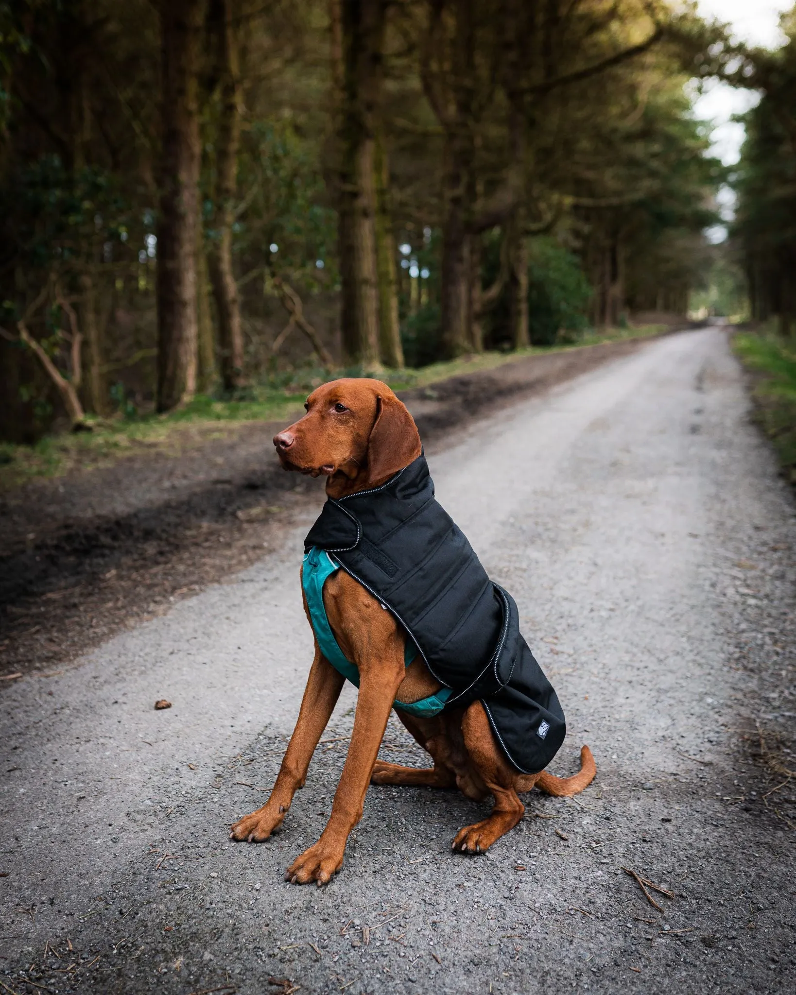 Danish Design Harness Dog Coat