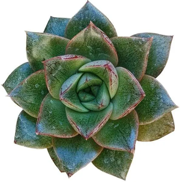 Echeveria Purpusorum Rose A.Berger Succulent