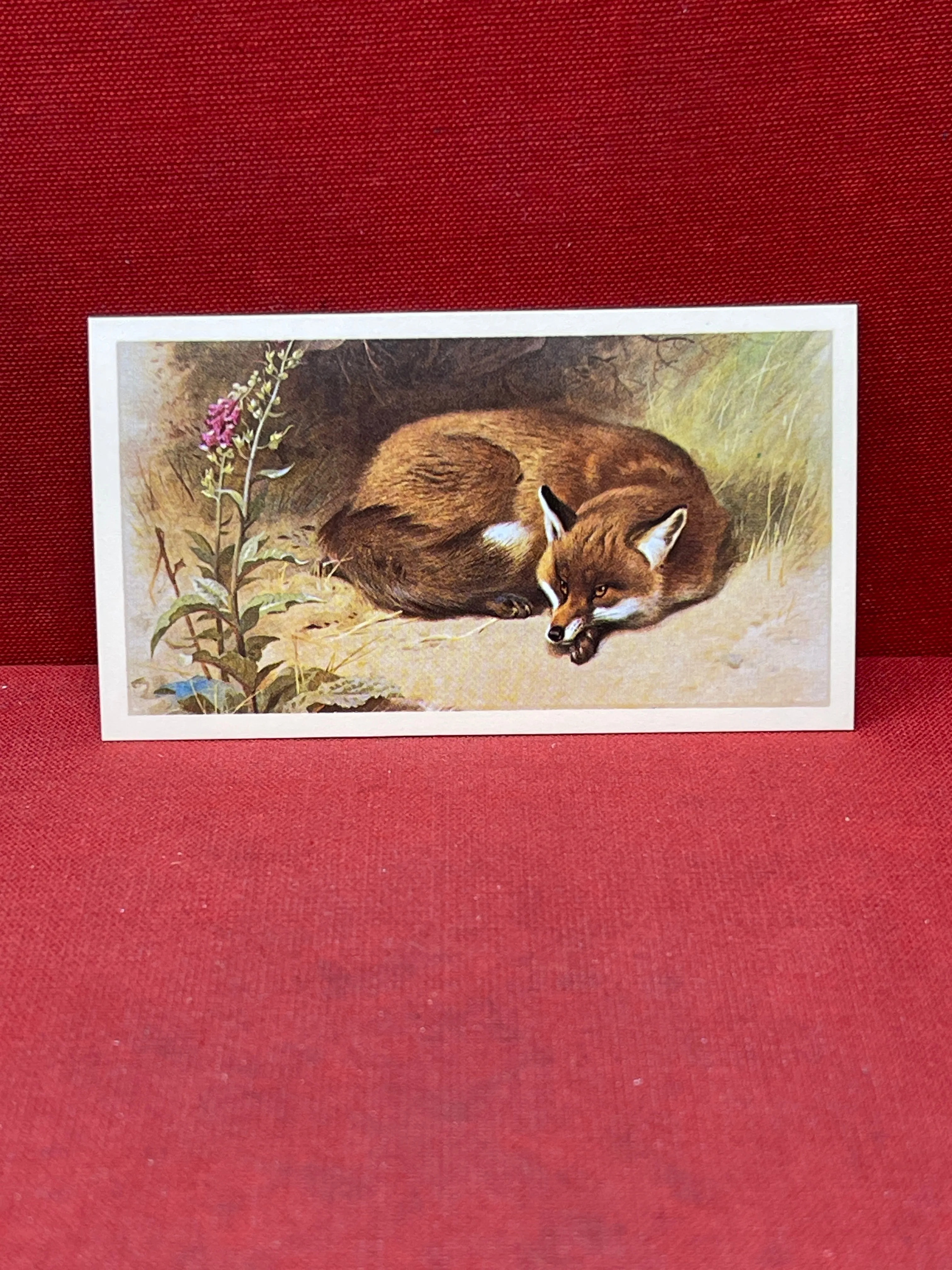 Players British Mammals Grandee Ltd Issue 1982 Cigarette Cards