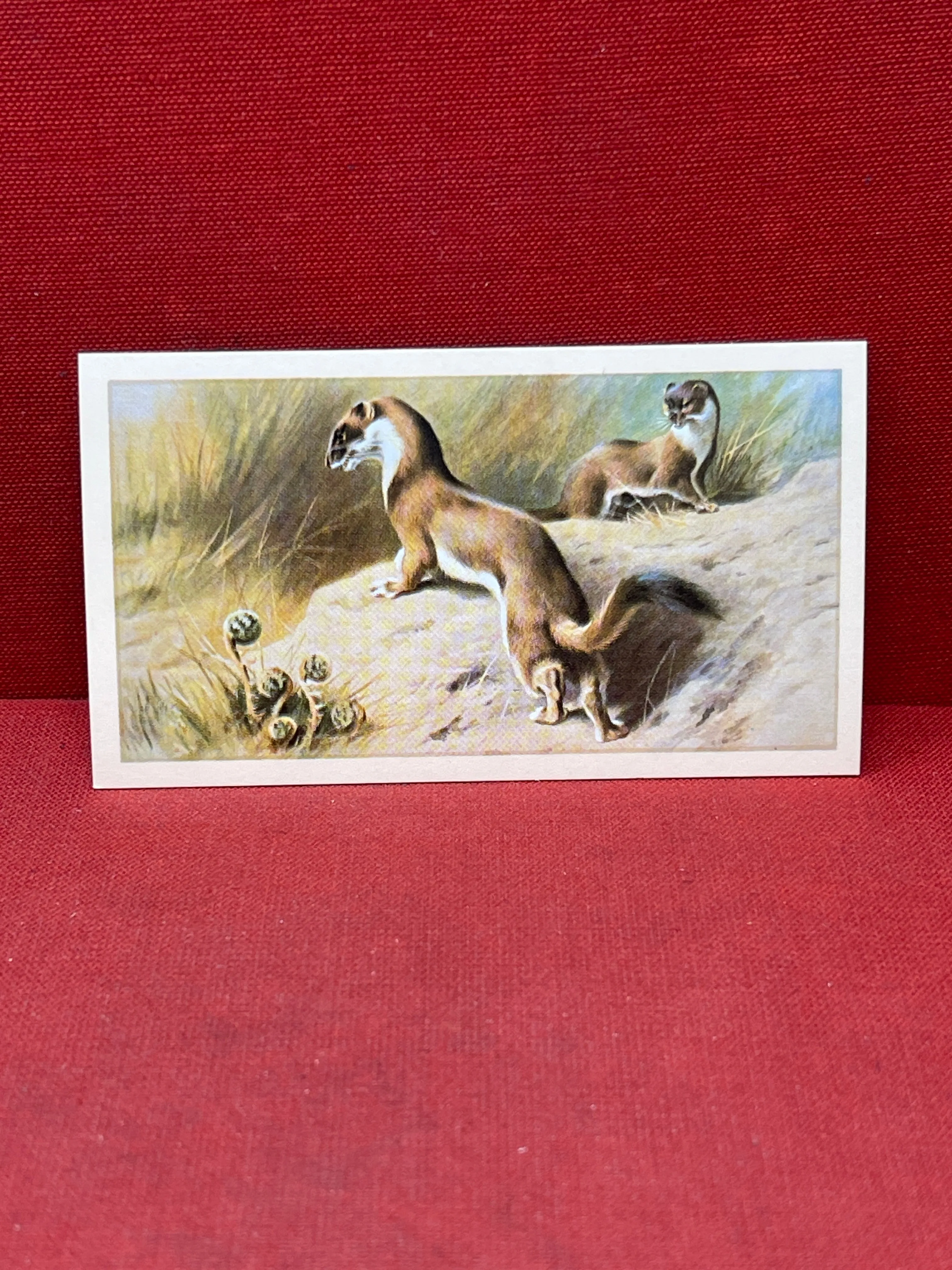 Players British Mammals Grandee Ltd Issue 1982 Cigarette Cards