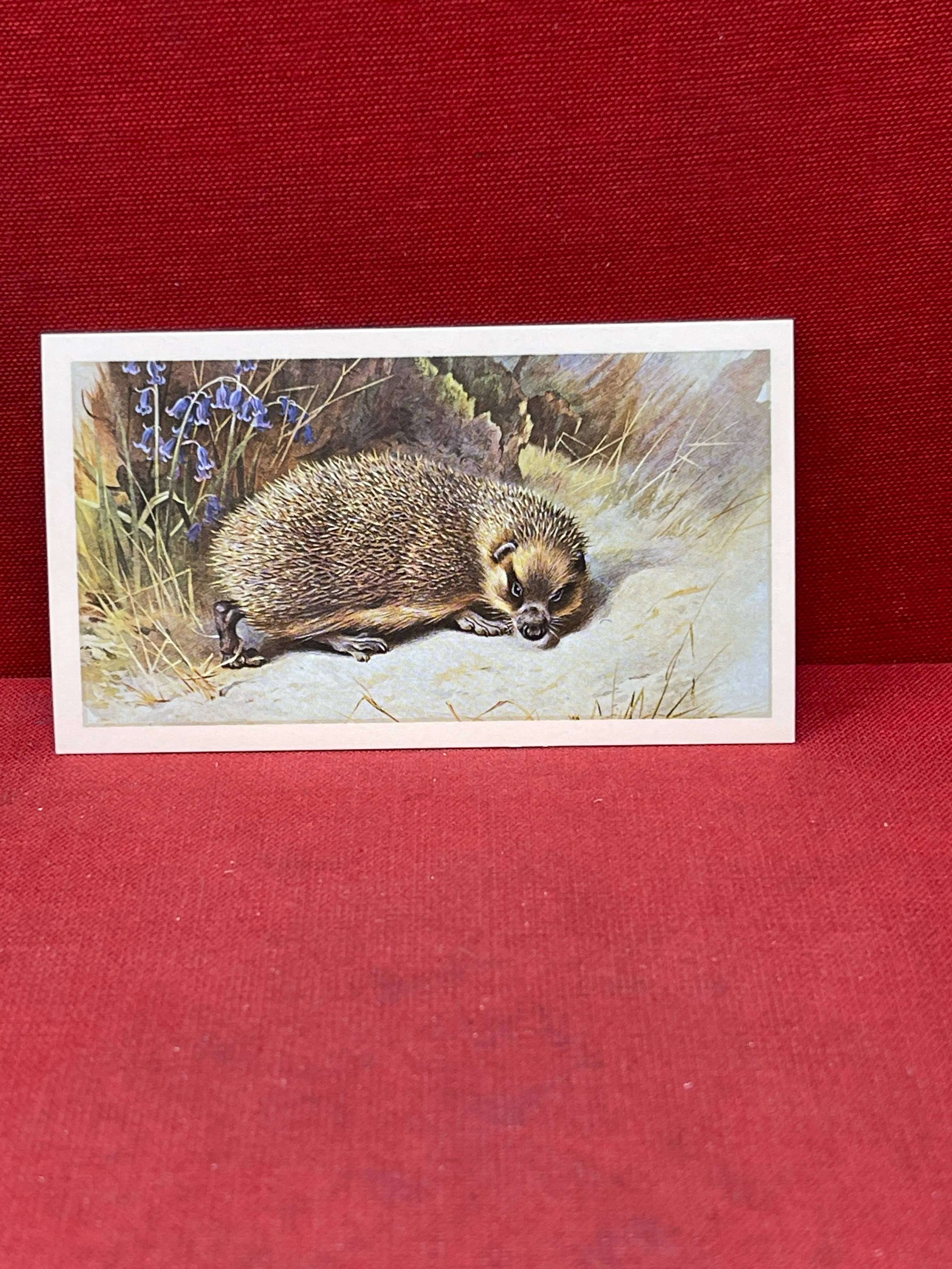 Players British Mammals Grandee Ltd Issue 1982 Cigarette Cards