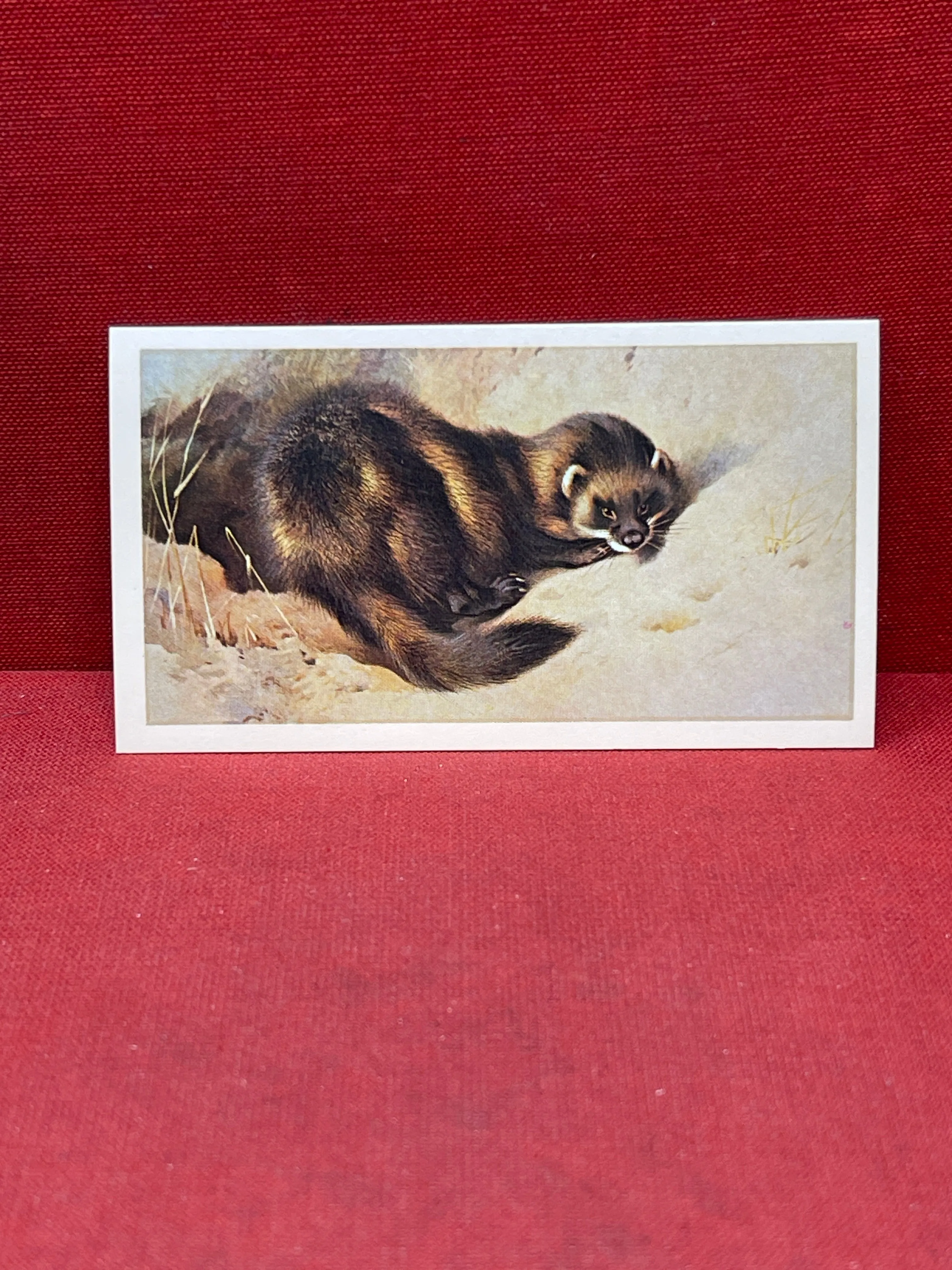 Players British Mammals Grandee Ltd Issue 1982 Cigarette Cards