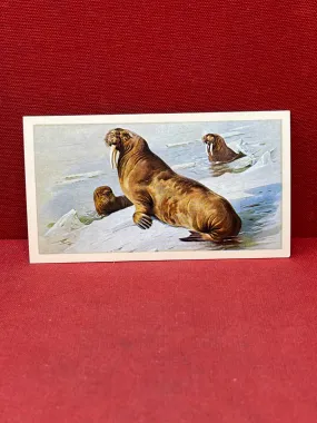 Players British Mammals Grandee Ltd Issue 1982 Cigarette Cards