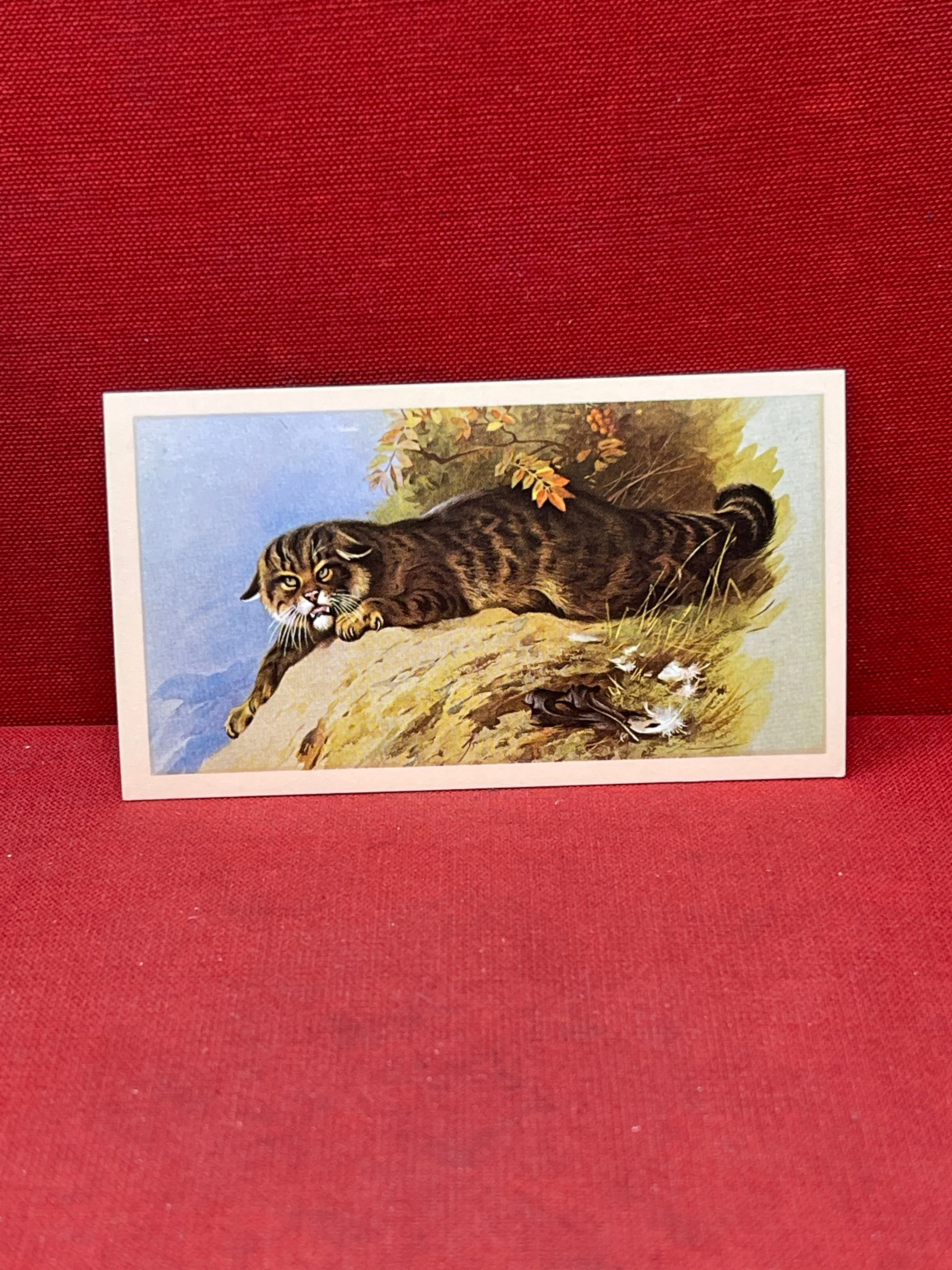 Players British Mammals Grandee Ltd Issue 1982 Cigarette Cards